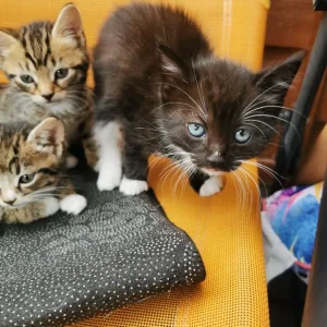 4 kittens