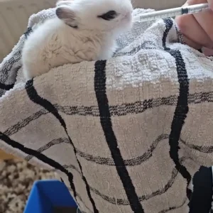 Male rabbit "mini" and his hutch - Image 2