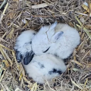Male rabbit "mini" and his hutch - Image 3