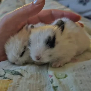 Male rabbit "mini" and his hutch - Image 4