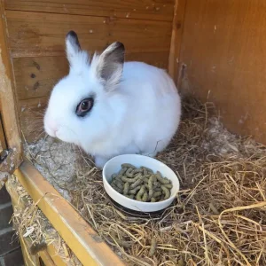 Male rabbit "mini" and his hutch