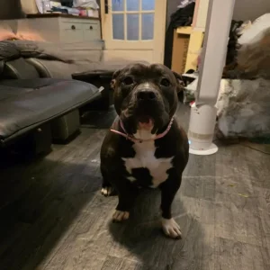 16-month-old girl Freya - Image 2