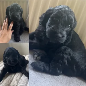 Multi-Gen Cockapoo Puppies - Image 2