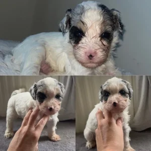 Multi-Gen Cockapoo Puppies - Image 3