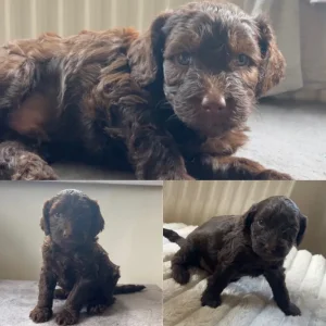 Multi-Gen Cockapoo Puppies - Image 4
