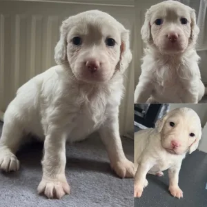 Multi-Gen Cockapoo Puppies - Image 5