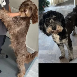 Multi-Gen Cockapoo Puppies - Image 6