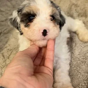 Multi-Gen Cockapoo Puppies