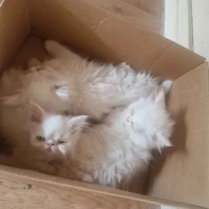 2 females 1 boy pure Persian kittens - Image 2