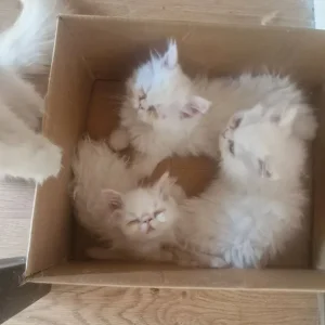 2 females 1 boy pure Persian kittens - Image 3