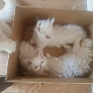 2 females 1 boy pure Persian kittens - Image 5