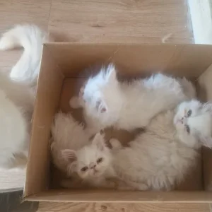 2 females 1 boy pure Persian kittens - Image 6