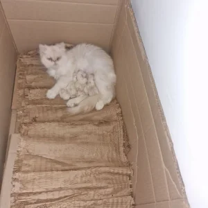 2 females 1 boy pure Persian kittens - Image 7