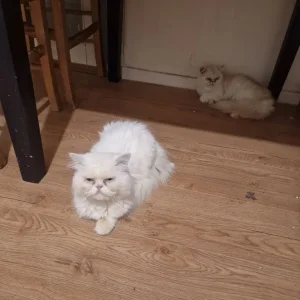 2 females 1 boy pure Persian kittens - Image 8