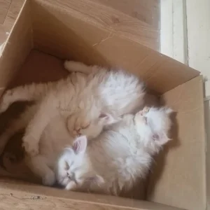 2 females 1 boy pure Persian kittens