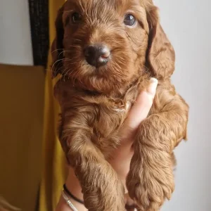 Two 6-Week-Old F1 Cockerpoo Puppies, Family-Raised - Image 3