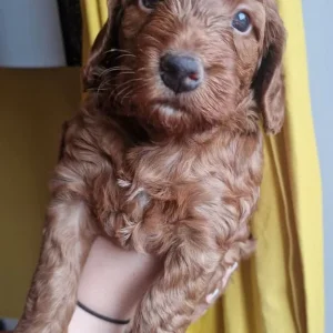 Two 6-Week-Old F1 Cockerpoo Puppies, Family-Raised - Image 4