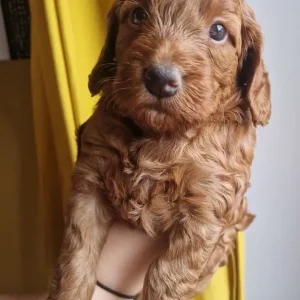 Two 6-Week-Old F1 Cockerpoo Puppies, Family-Raised - Image 5
