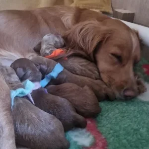 Two 6-Week-Old F1 Cockerpoo Puppies, Family-Raised - Image 7