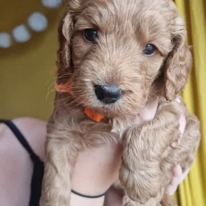 Two 6-Week-Old F1 Cockerpoo Puppies, Family-Raised