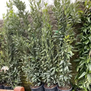 9ft Bay Tree with Dense Buds - Image 3