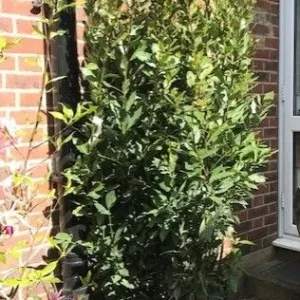 9ft Bay Tree with Dense Buds - Image 4