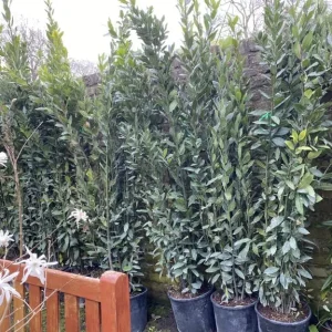 9ft Bay Tree with Dense Buds - Image 5