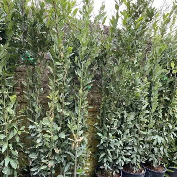 9ft Bay Tree with Dense Buds