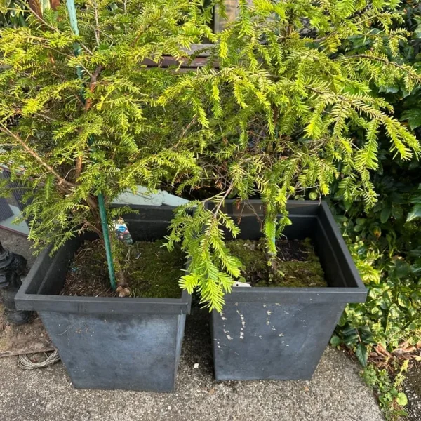 Yew trees
