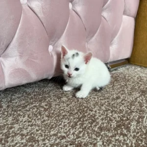 4 kittens, 8 weeks old, ready to go - Image 2
