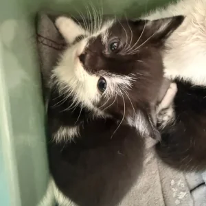 4 kittens, 8 weeks old, ready to go - Image 3