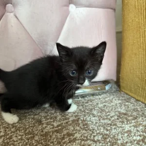 4 kittens, 8 weeks old, ready to go - Image 4