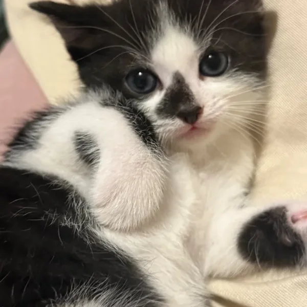 4 kittens, 8 weeks old, ready to go