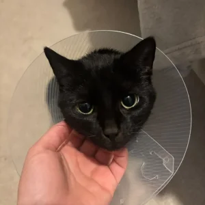 Female cat for rehoming - Image 2