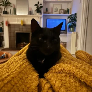 Female cat for rehoming - Image 5
