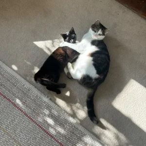 Female cat for rehoming - Image 6