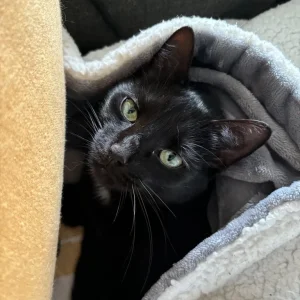 Female cat for rehoming - Image 7