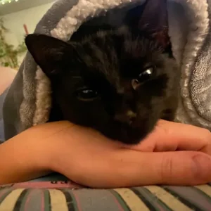 Female cat for rehoming - Image 8