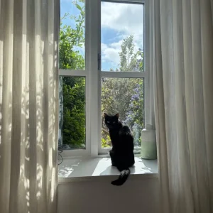 Female cat for rehoming