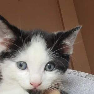 4 sweet male cats - Image 2