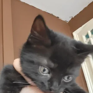 4 sweet male cats - Image 3