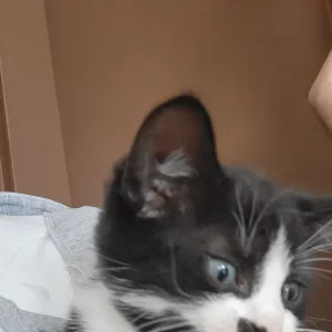 4 sweet male cats - Image 4