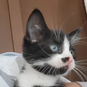 4 sweet male cats - Image 5