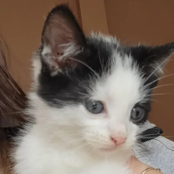 4 sweet male cats