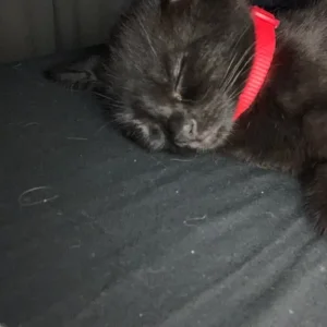 8 week old female kitten - Image 2