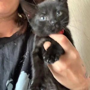 8 week old female kitten