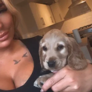 Show type cocker spaniel puppy - Image 2