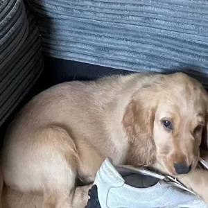 Show type cocker spaniel puppy - Image 3