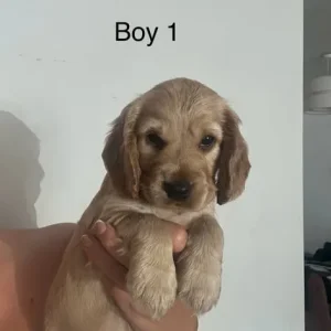 Show type cocker spaniel puppy