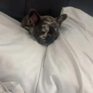 11-week-old puppy - Image 2